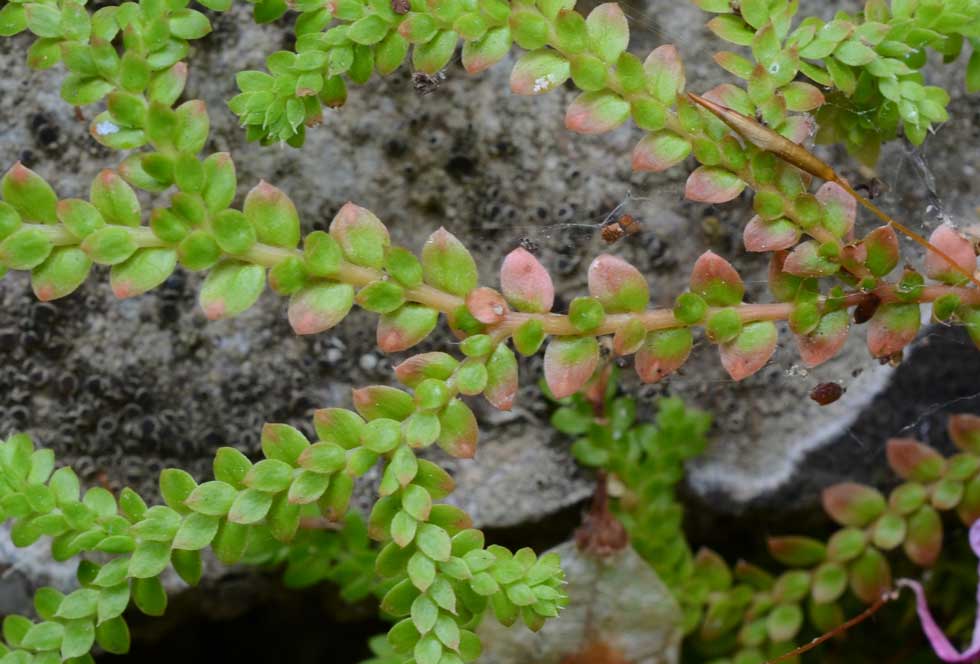 Selaginella cfr. denticulata