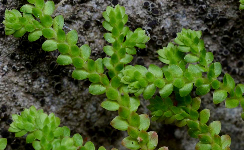 Selaginella cfr. denticulata