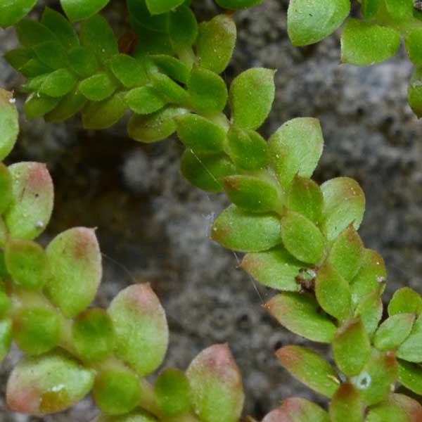 Selaginella cfr. denticulata