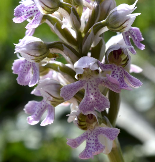 Un''orchidea?   S, Orchidaceae: Neotinea lactea