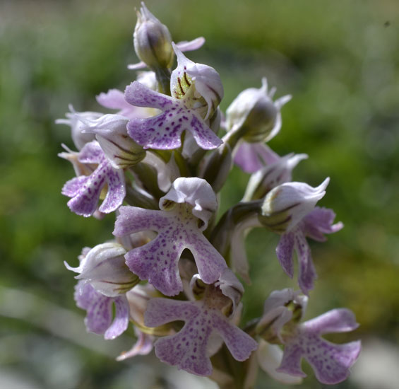 Un''orchidea?   S, Orchidaceae: Neotinea lactea