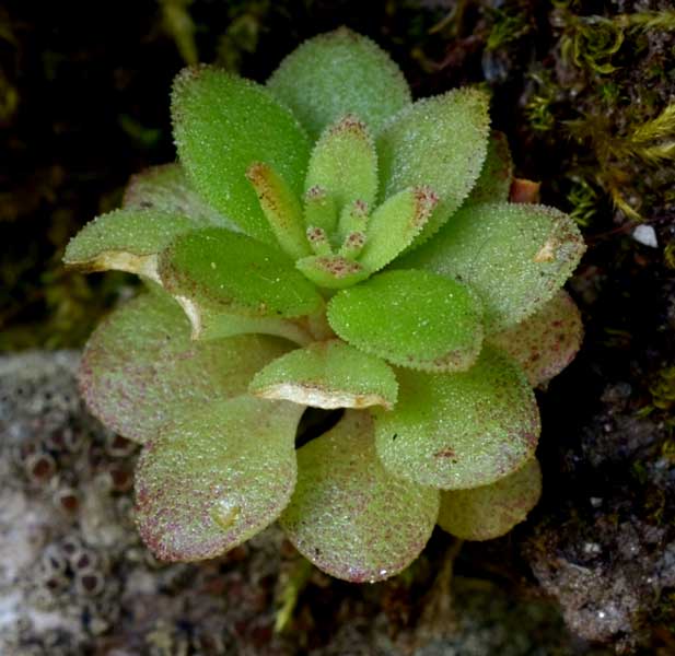 Sedum cepaea / Borracina cepea (sviluppo)