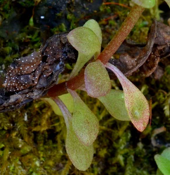 Sedum cepaea / Borracina cepea (sviluppo)