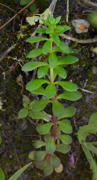 Sedum cepaea / Borracina cepea (sviluppo)