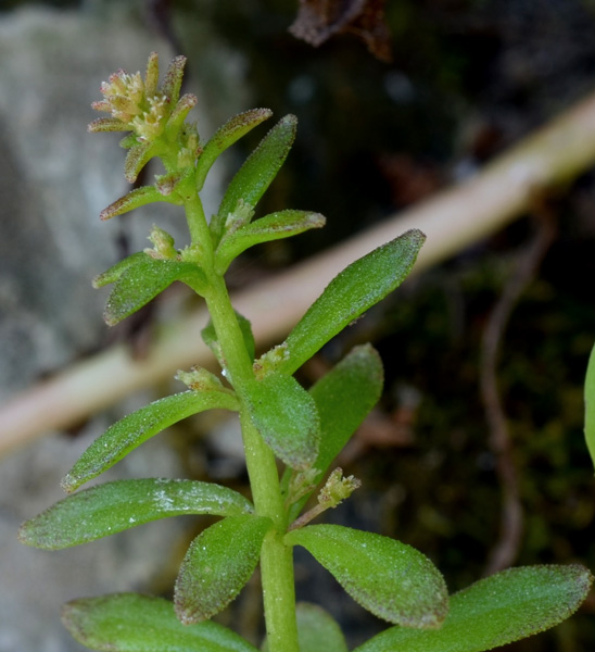 Sedum cepaea / Borracina cepea (sviluppo)