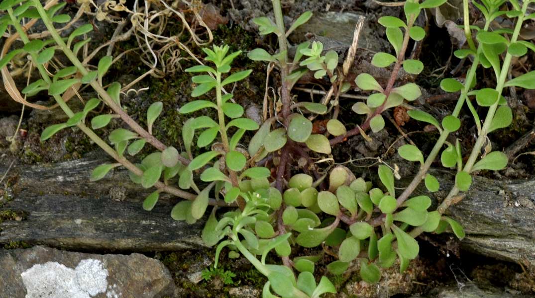 Sedum cepaea / Borracina cepea (sviluppo)