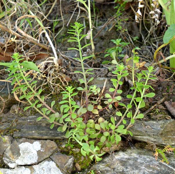 Sedum cepaea / Borracina cepea (sviluppo)