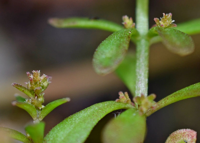 Sedum cepaea / Borracina cepea (sviluppo)