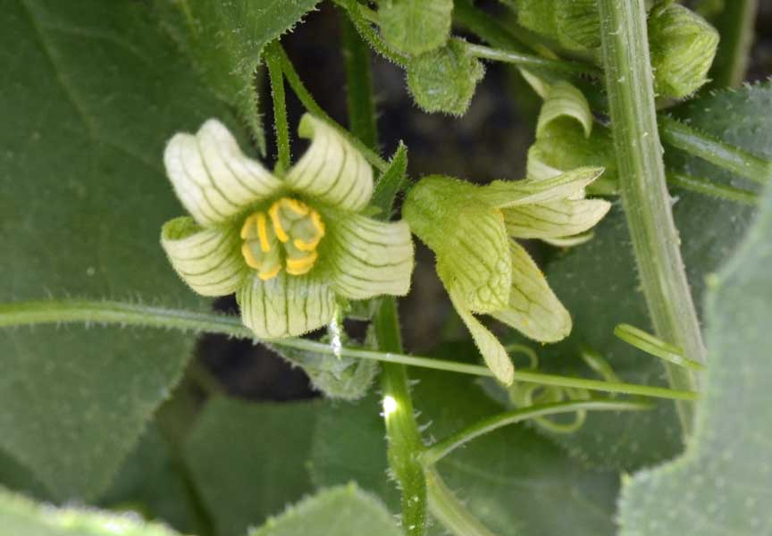 Bryonia dioica / Brionia comune