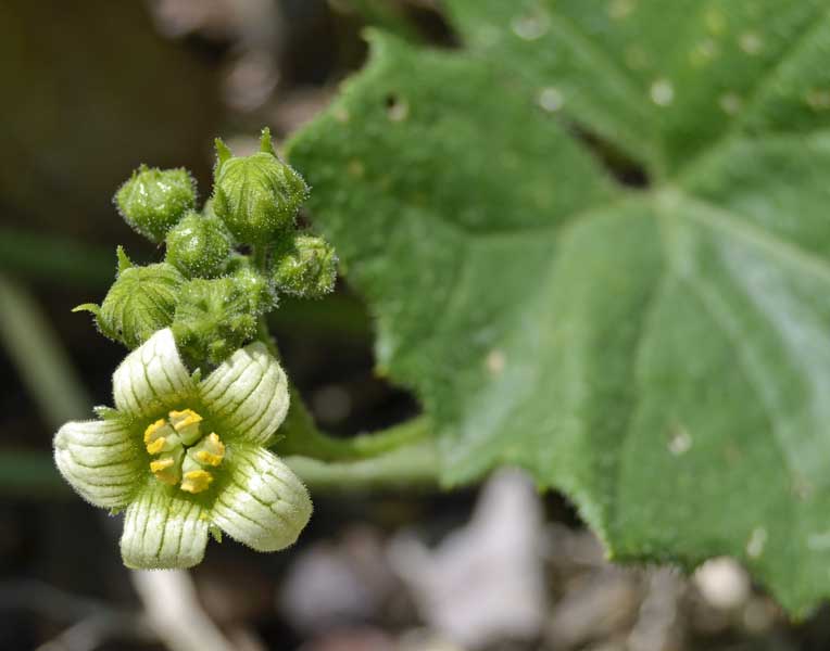 Bryonia dioica / Brionia comune