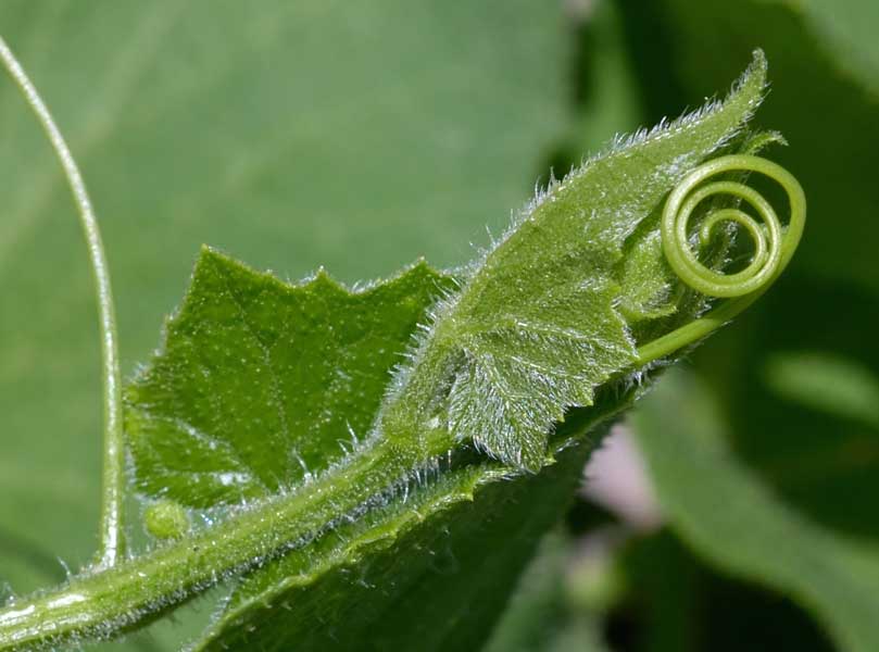 Bryonia dioica / Brionia comune