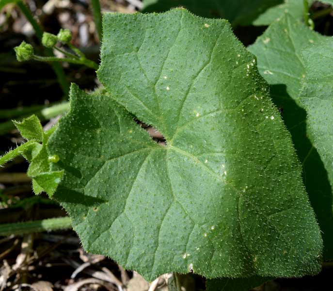 Bryonia dioica / Brionia comune