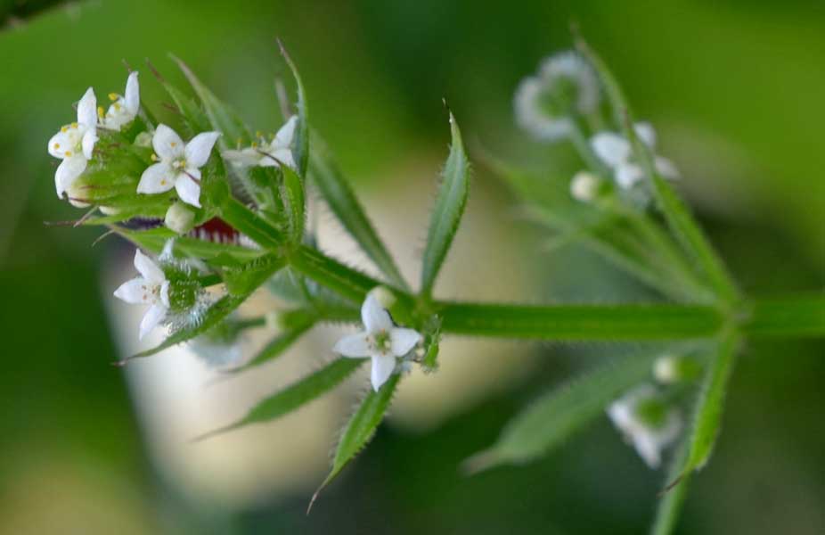 Galium aparine / Caglio asprello