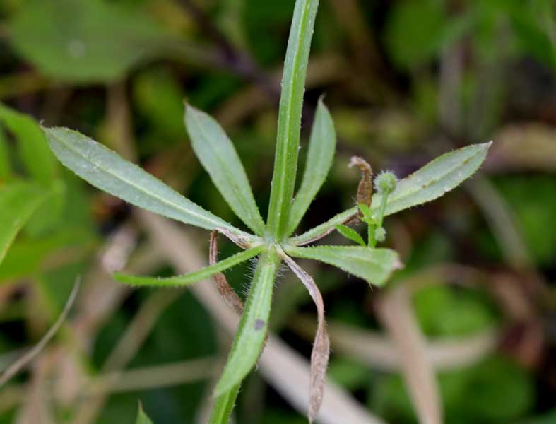 Galium aparine / Caglio asprello