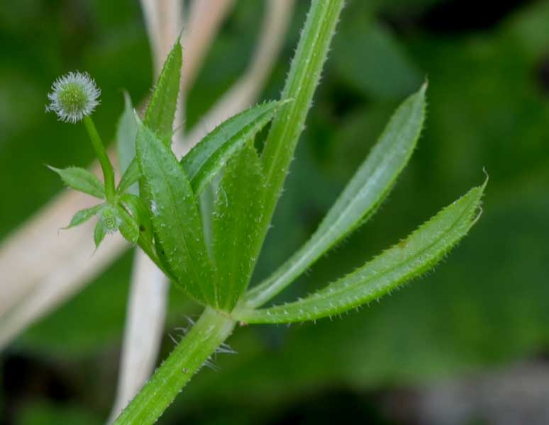 Galium aparine / Caglio asprello