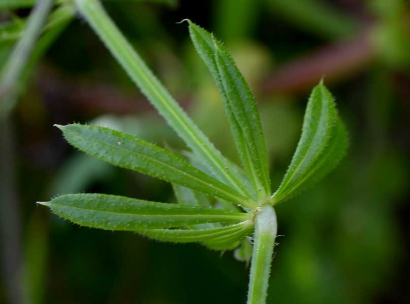 Galium aparine / Caglio asprello