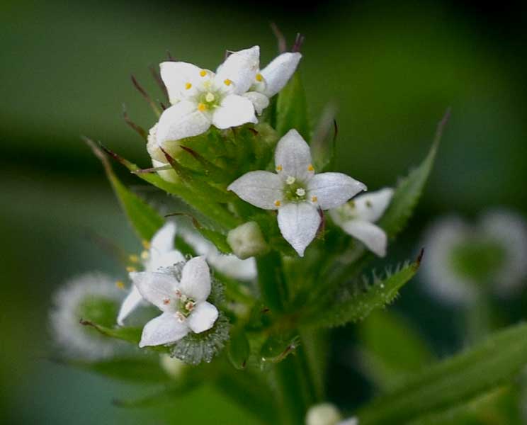 Galium aparine / Caglio asprello