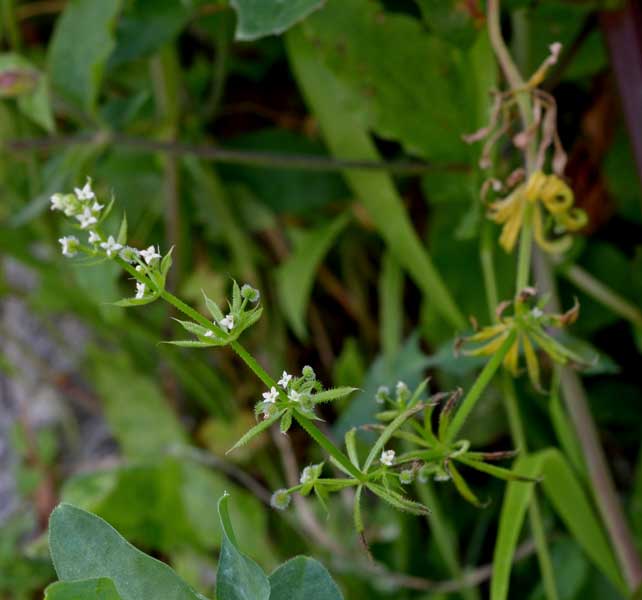 Galium aparine / Caglio asprello