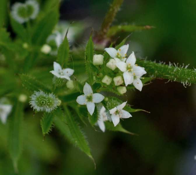 Galium aparine / Caglio asprello