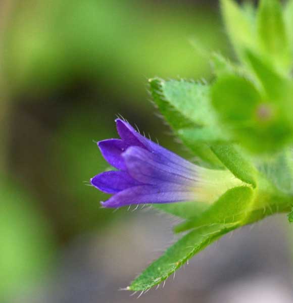 Campanula erinus  / Campanula minore