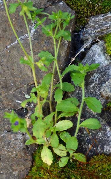Campanula erinus  / Campanula minore