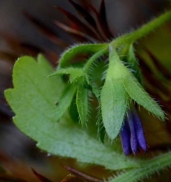 Campanula erinus  / Campanula minore