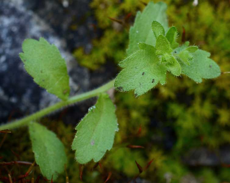 Campanula erinus  / Campanula minore