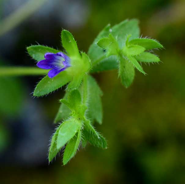 Campanula erinus  / Campanula minore