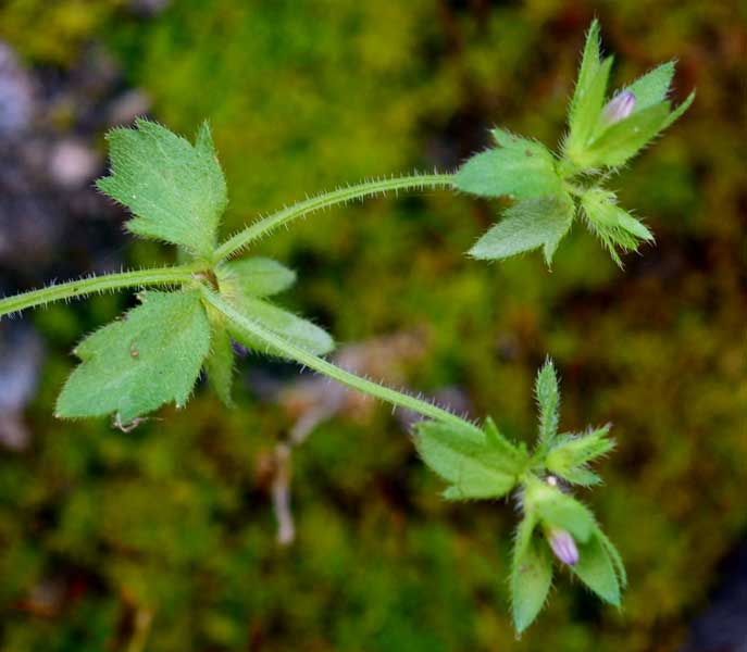Campanula erinus  / Campanula minore