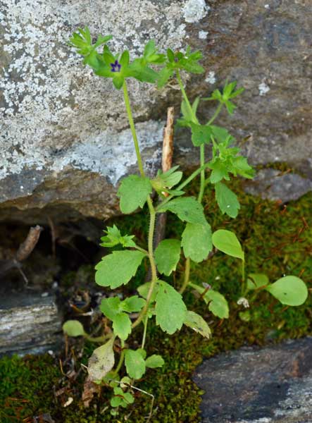 Campanula erinus  / Campanula minore