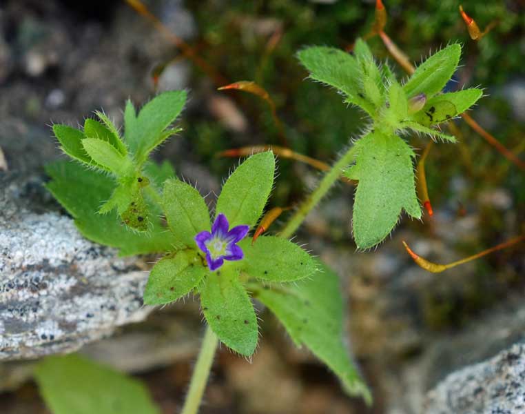 Campanula erinus  / Campanula minore