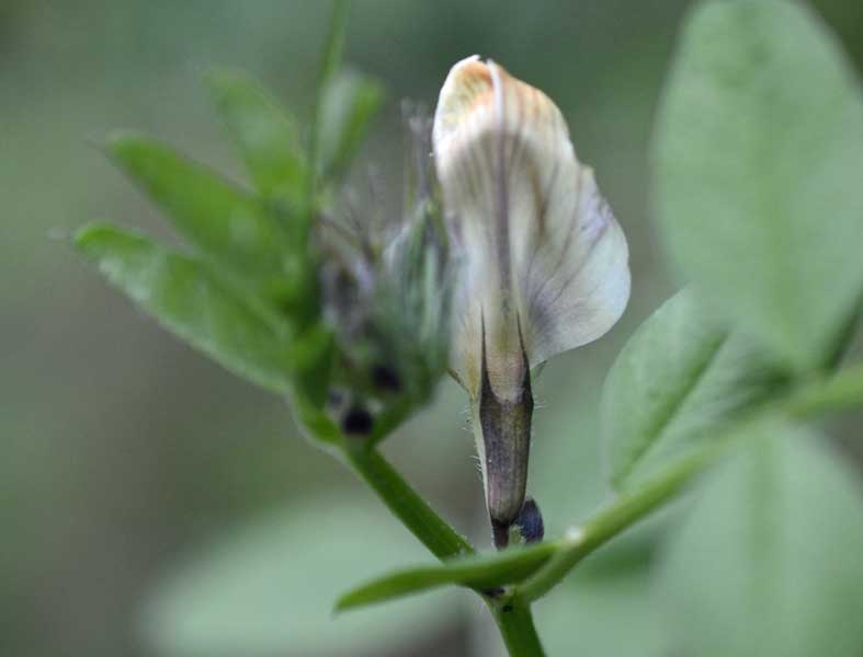 la mia passeggiata quotidiana - Vicia grandiflora