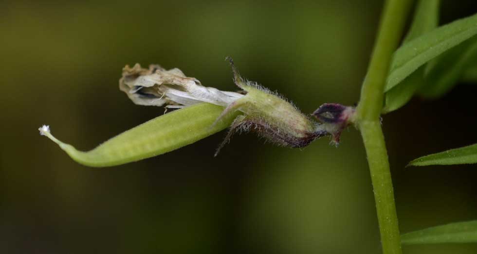 Vicia grandiflora / Veccia farfallona