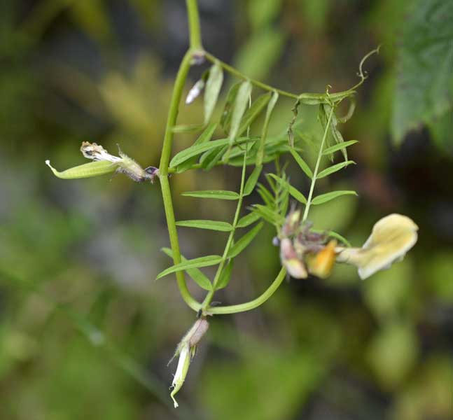 Vicia grandiflora / Veccia farfallona