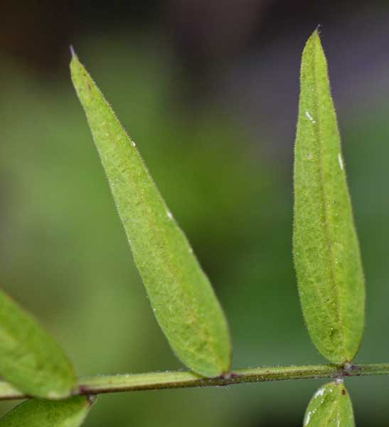 Vicia grandiflora / Veccia farfallona