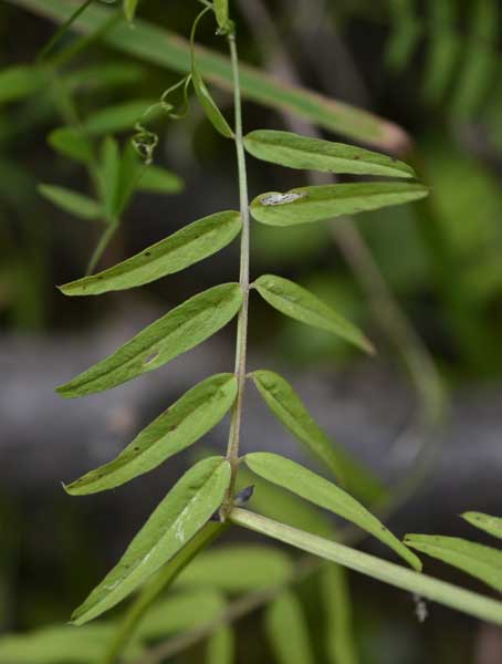 Vicia grandiflora / Veccia farfallona