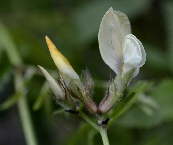 Vicia grandiflora / Veccia farfallona