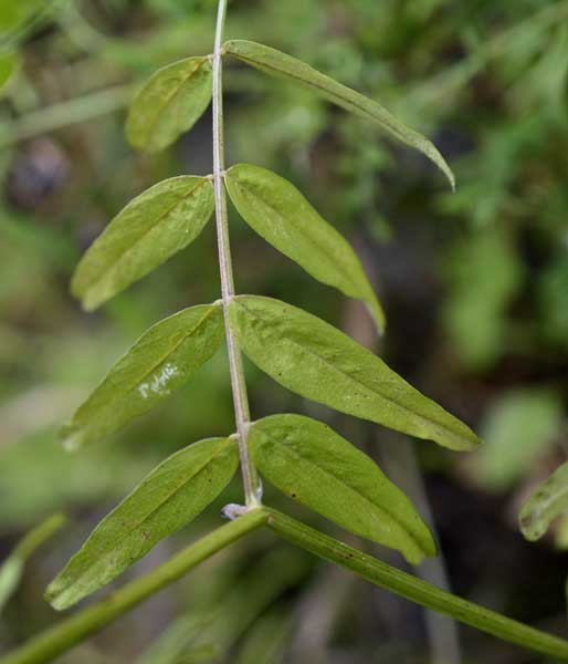 Vicia grandiflora / Veccia farfallona