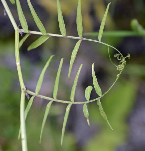 Vicia grandiflora / Veccia farfallona