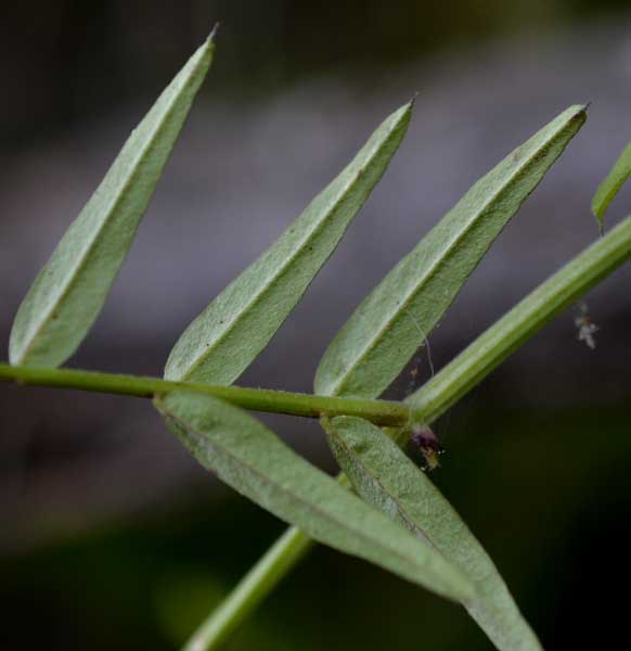 Vicia grandiflora / Veccia farfallona