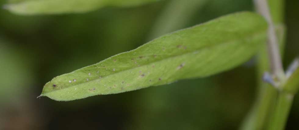 Vicia grandiflora / Veccia farfallona
