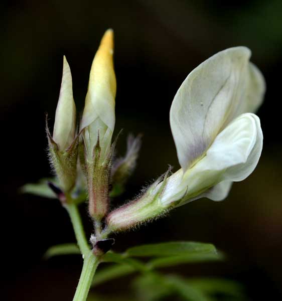 Vicia grandiflora / Veccia farfallona