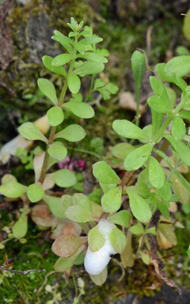 Sedum cepaea / Borracina cepea (sviluppo)