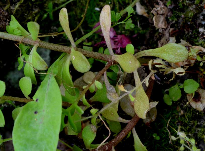 Sedum cepaea / Borracina cepea (sviluppo)