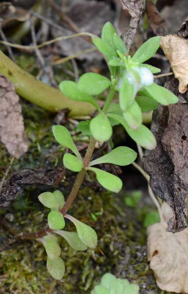 Sedum cepaea / Borracina cepea (sviluppo)