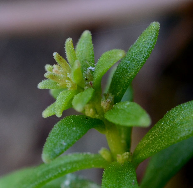 Sedum cepaea / Borracina cepea (sviluppo)