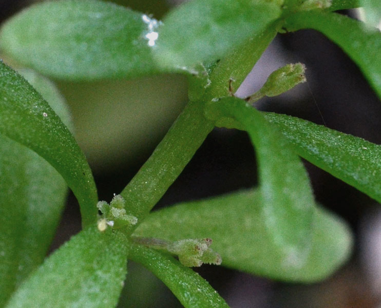 Sedum cepaea / Borracina cepea (sviluppo)