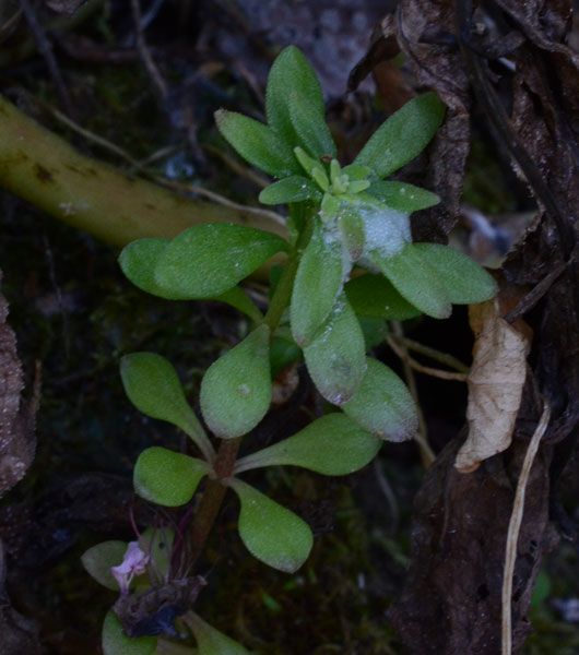 Sedum cepaea / Borracina cepea (sviluppo)