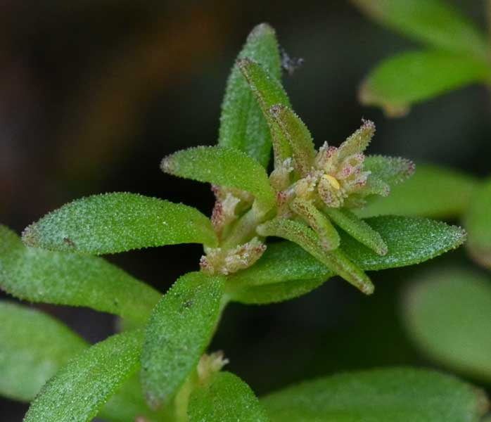 Sedum cepaea / Borracina cepea (sviluppo)