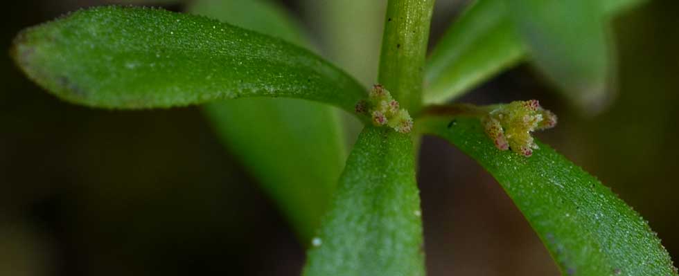 Sedum cepaea / Borracina cepea (sviluppo)